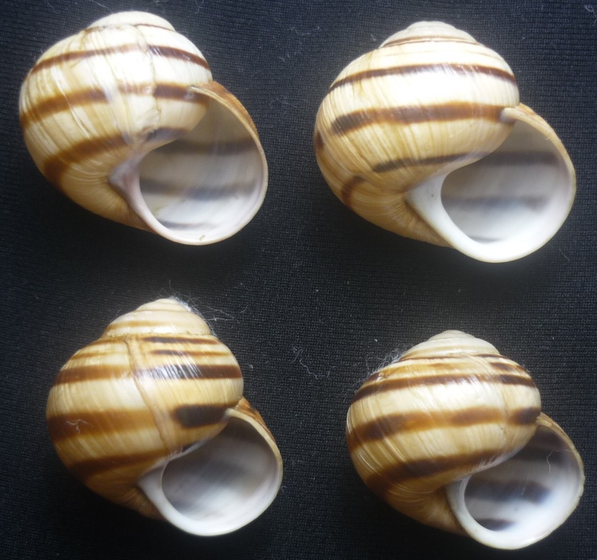 Helix (Helix) gussoneana L. Pfeiffer, 1848 =  ligata forma campanica tiberi